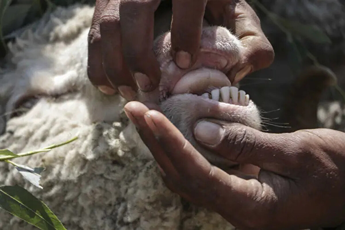 Ankara<br><br> <br><br> <br><br>Büyükbaş: 90.000-250.000 TL<br><br>Küçükbaş: 8.000-20.000 TL