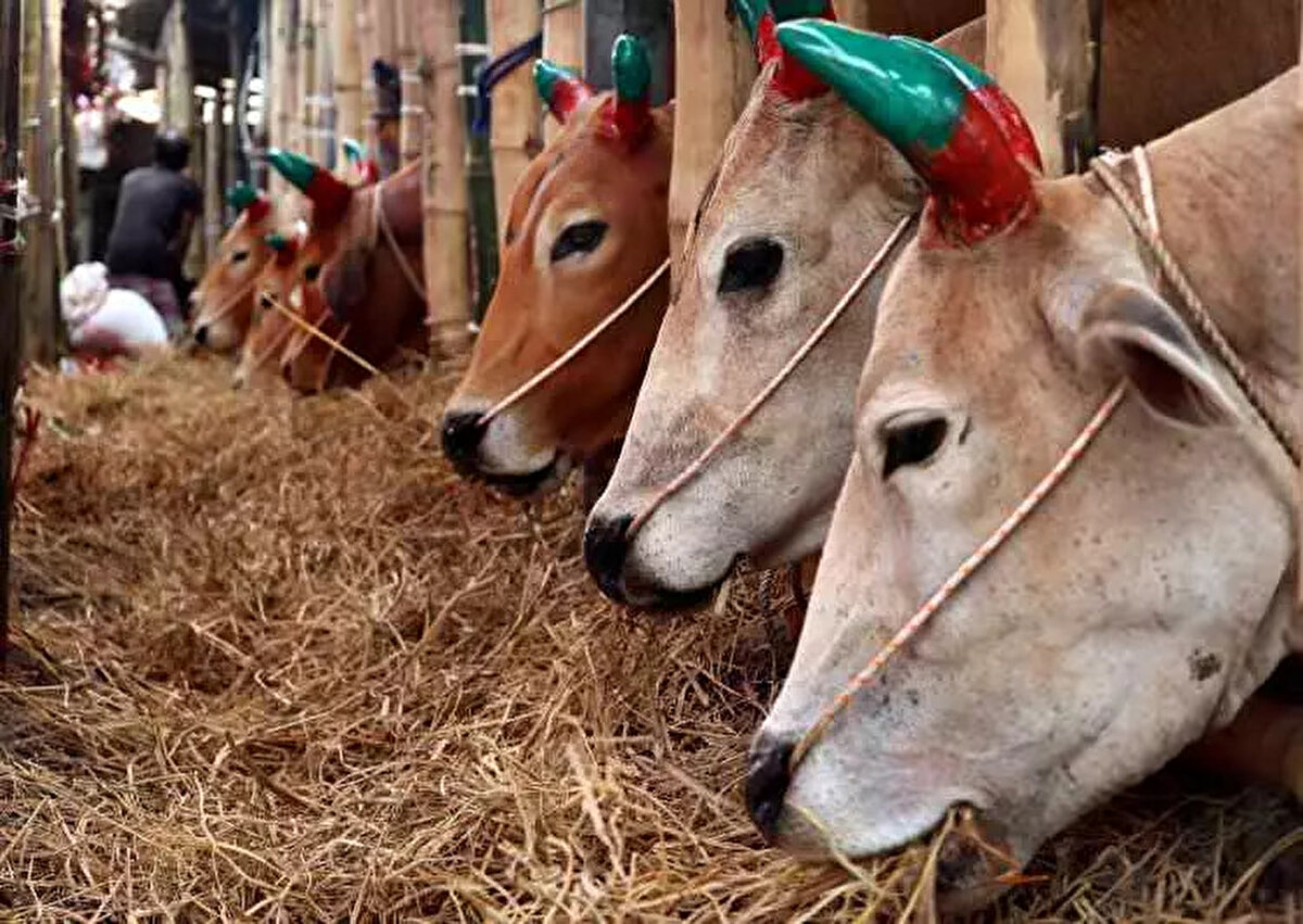 Anadolu Yakası'nda da benzer bir tablo mevcuttu; büyükbaş kurbanlıklar 90.000 TL'den başlayıp 250.000 TL'ye kadar çıkarken, küçükbaşlar yine 10.000 TL ile 25.000 TL arasında satışa sunulmuştu.