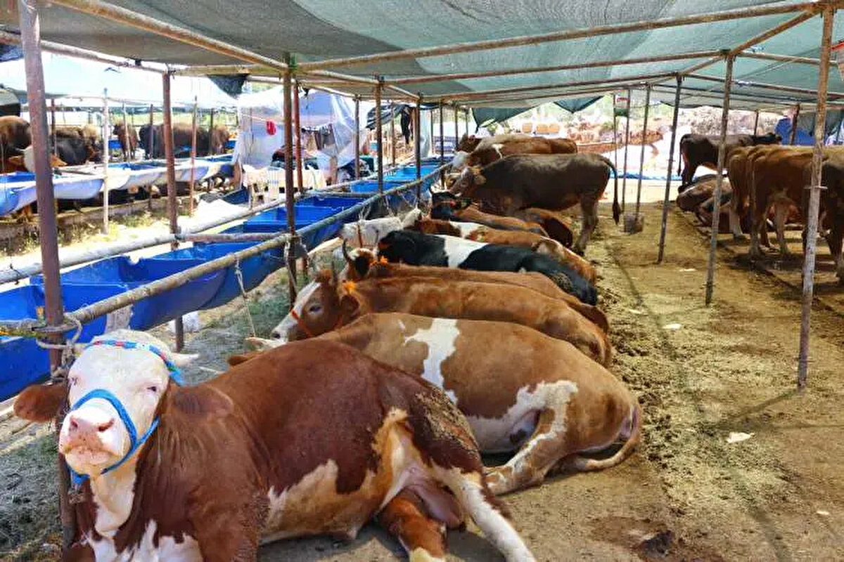 Küçükbaş kurbanlıklar olan koyun, keçi ve koçlarda ise fiyatların 9 bin TL'den başlayıp 20 bin TL'ye kadar çıkması bekleniyor.