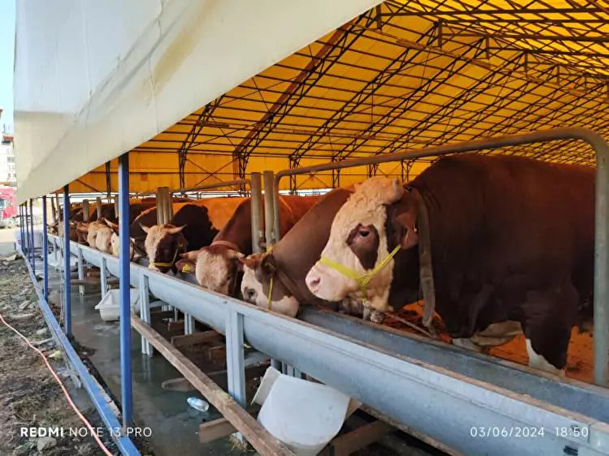 Öte yandan yurtta kurbanlık hazırlıkları başladı.
