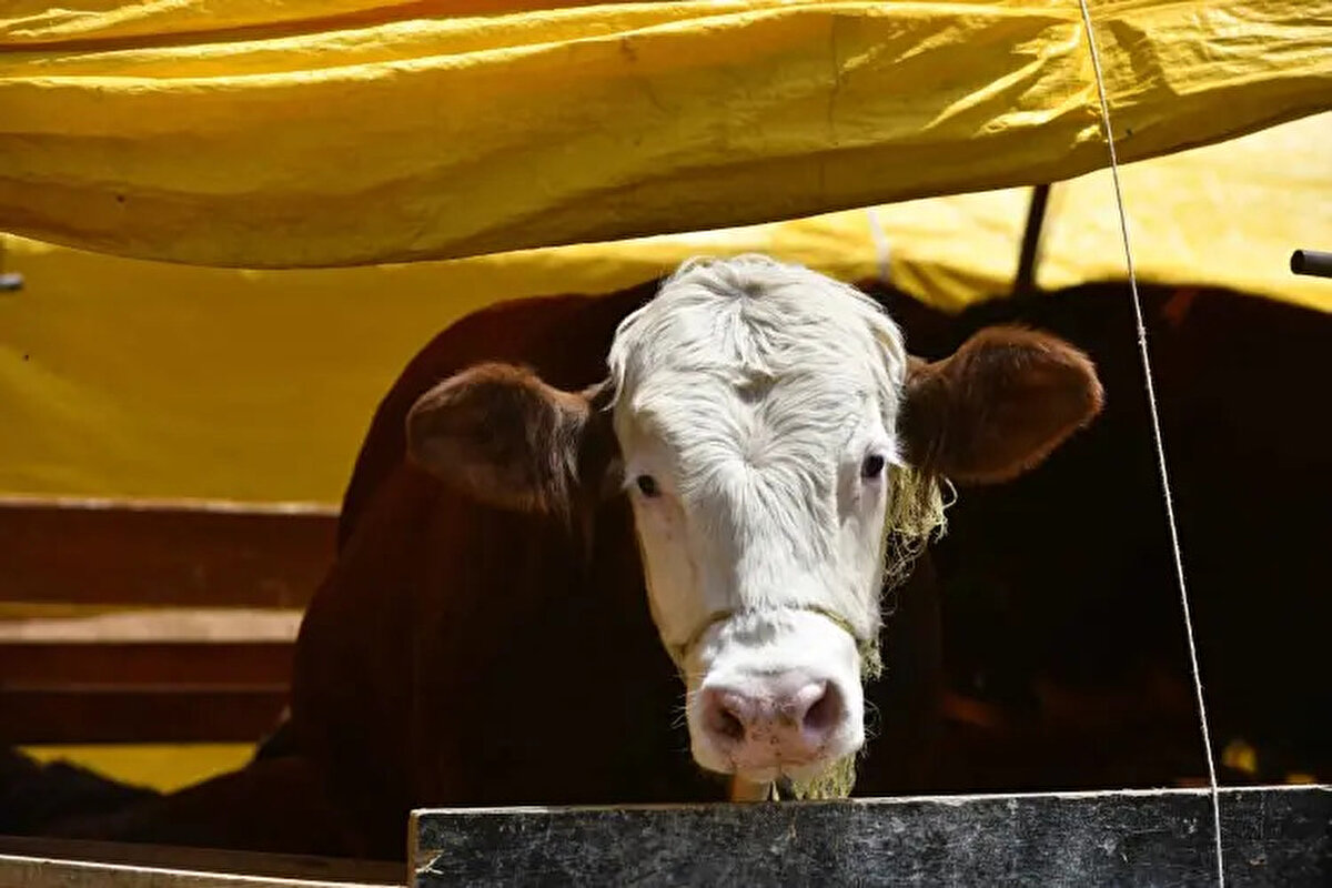 İzmir<br><br> <br><br>Büyükbaş: 80.000-250.000 TL<br><br>Küçükbaş: 10.000-20.000TL