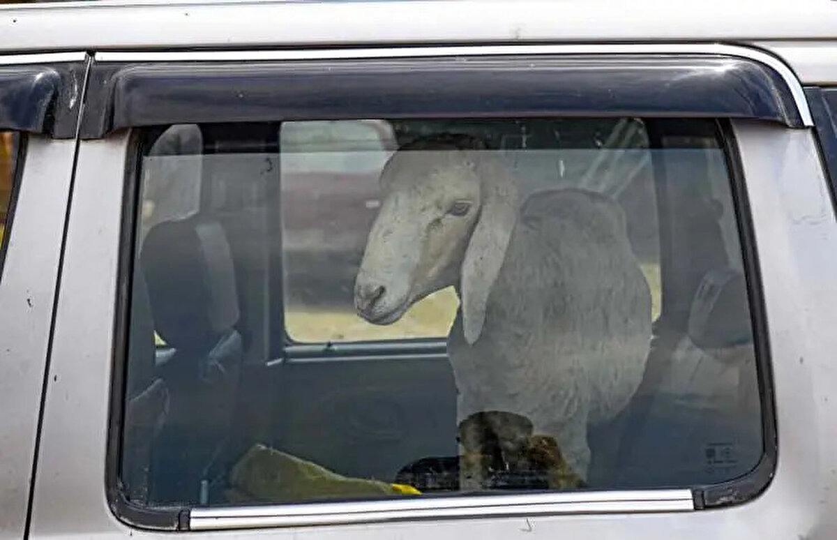 Konya<br><br> <br><br>Büyükbaş: 100.000-180.000 TL<br><br>Küçükbaş: 8.000-17.000 TL