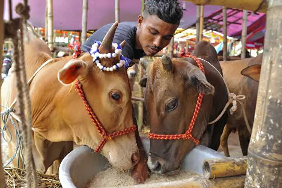 Antalya<br><br> <br><br>Büyükbaş: 75.000-180.000 TL<br><br>Küçükbaş: 12.000-22.000 TL