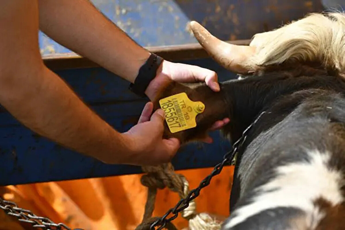 Bursa<br><br> <br><br>Büyükbaş: 80.000-220.000 TL<br><br>Küçükbaş: 15.000-25.000 TL<br><br>