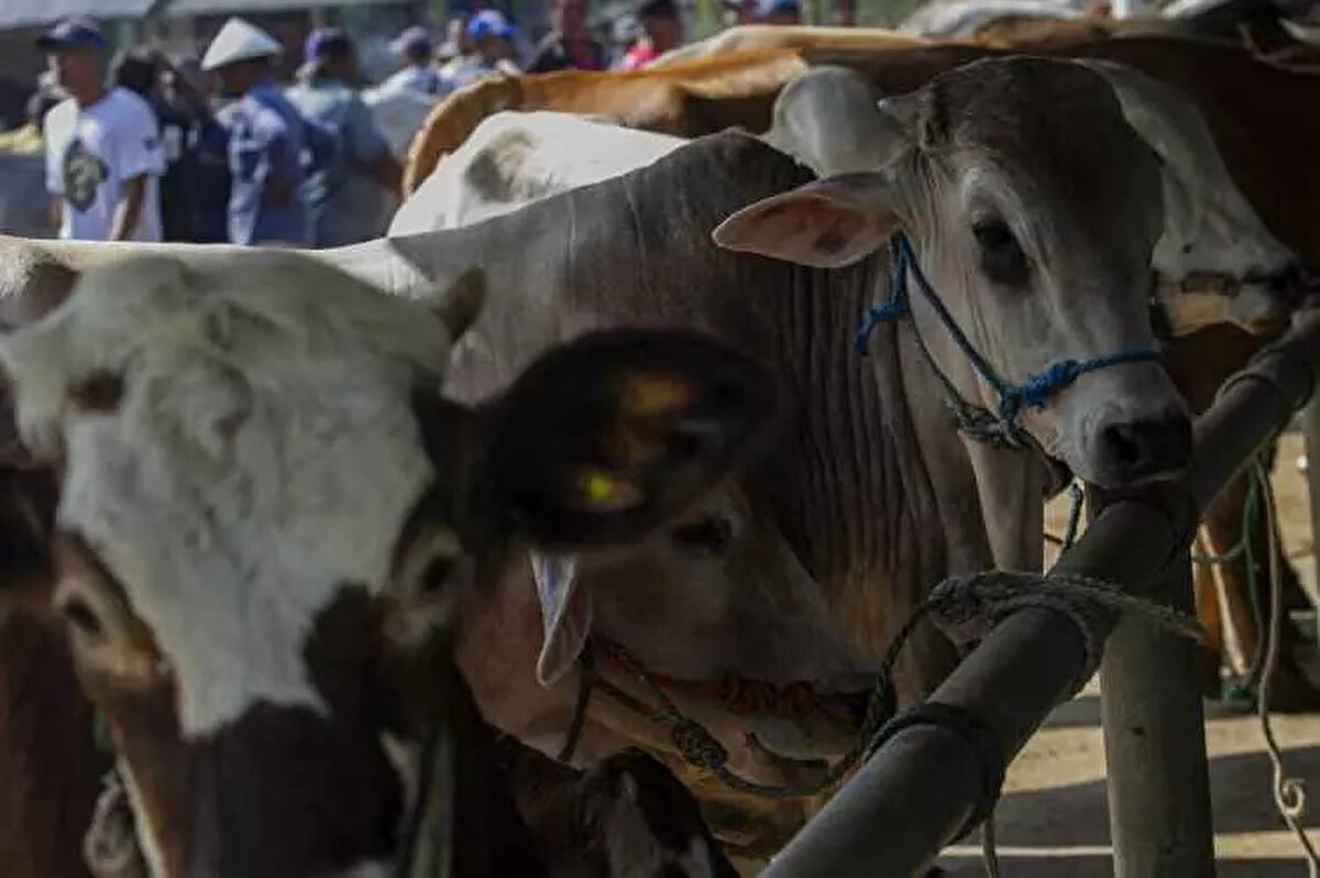 Şanlıurfa<br><br> <br><br>Büyükbaş: 100.000-160.000 TL<br><br>Küçükbaş: 10.000-17.000 TL