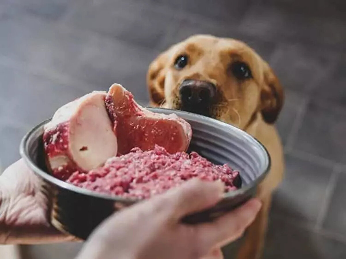 İLK SIRALARDAKİ ÜLKELER BELLİ OLDU!<br><br> <br><br>Köpek ve kedi eti tüketimi, dünya genelinde bazı kültürlerde uzun yıllardır varlığını sürdüren bir uygulamadır. Bazı bölgelerde yasal olarak kabul edilirken, diğer bölgelerde yasadışı olarak devam etmektedir. <br><br> <br><br>Birçok ülkede köpek ve kedi eti tüketimi yasalarla düzenlenmiştir ve bu etlerin ticareti ve tüketimi belirli kurallara tabidir. 