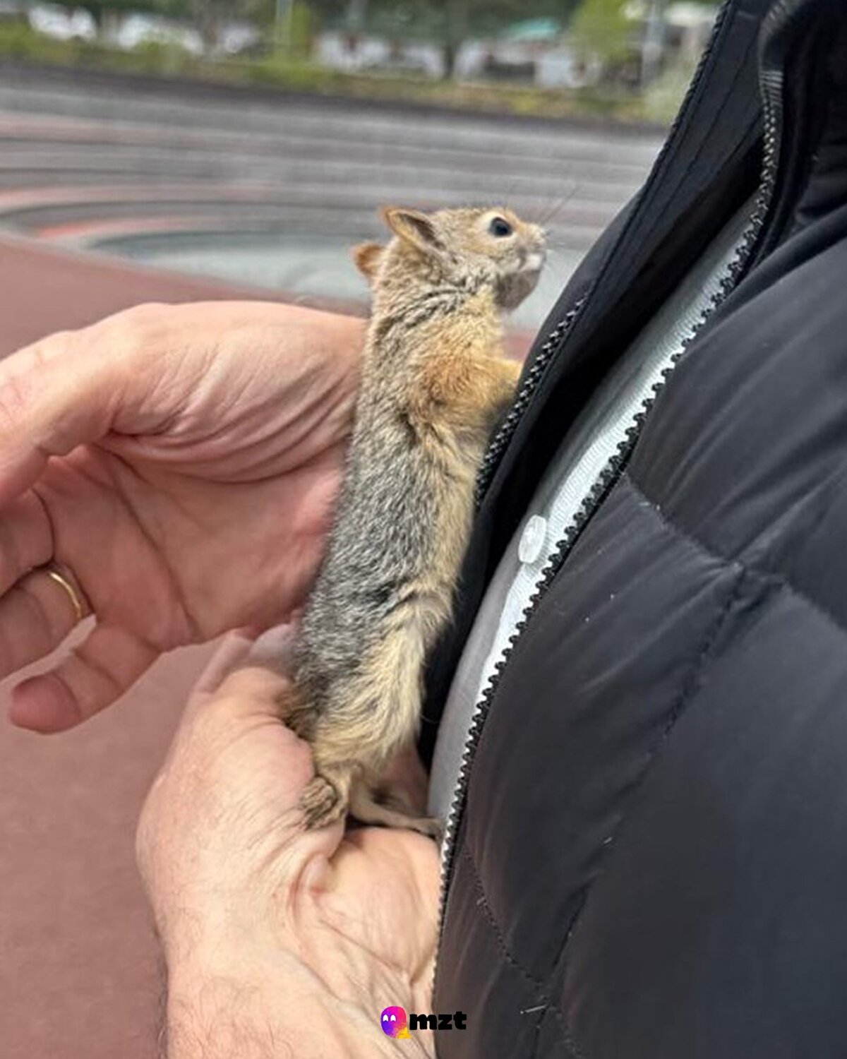 İstanbul'da depremden korkan yavru bir sincap, yoldan geçen bir vatandaşa sığındı
