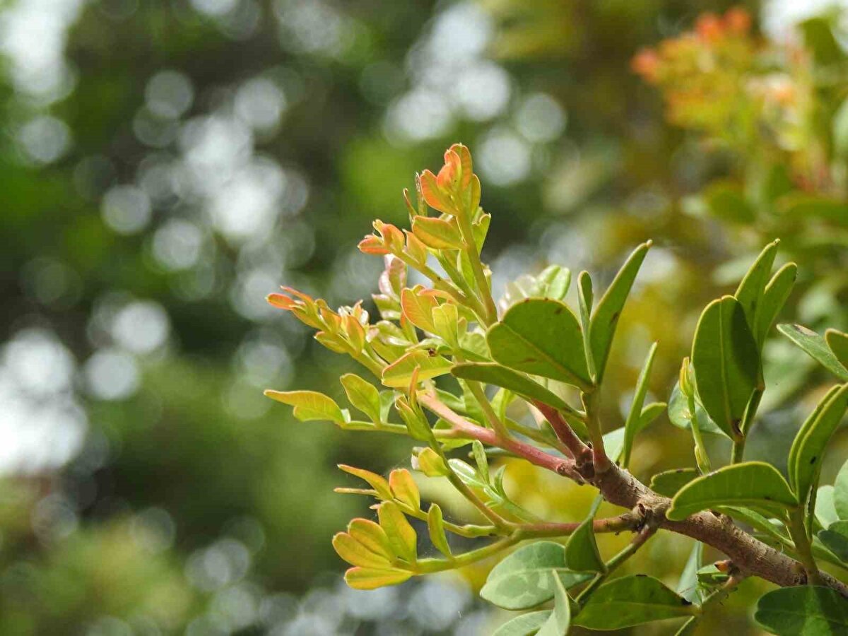 "Yılda 50 bin sakız ağacını toprakla buluşturabiliriz"<br><br>Dikilen sakız ağaçlarıyla birlikte, önümüzdeki 4-5 yıl içerisinde bir tonun üzerinde Çeşme damla sakızı üretmiş olacaklarını belirten Tütüncüoğlu, "Çeşme, yavaş yavaş ağaç sayısını ve üretim kapasitesini artırarak dünya pazarından pay almaya çalışıyor. Biz ülke olarak yaklaşık 20 tona yakın ithalat yapıyoruz. Dolayısıyla bu ithalatın, en azından kendi ihtiyacımız kadar olan kısmının Çeşme damla sakızıyla karşılanması ekonomimiz açısından çok önemli. Belediye ile yapmış olduğumuz bir protokol kapsamında, şu anda yeşil alanlara sakız ağaçlarını dikiyoruz. Çünkü yer yok. Yer olmayınca, bulduğumuz her yerde dikebilmek için her türlü imkânı araştırıyoruz ve sağlıyoruz. Özellikle rüzgar enerjisi üretilecek alanların altında çok fazla atıl alan var. Bu alanlarda sakız ağacı dikiminin önü açılabilir, geliştirilebilir. Eğer bu sağlanabilirse, burada yılda 50 bin civarında sakız ağacını toprakla buluşturabiliriz. 10 yıl içerisinde de dünya pazarında 500 bin ağacın üzerinde bir üretimle yüzde 50’lik bir paya sahip olabiliriz" dedi.