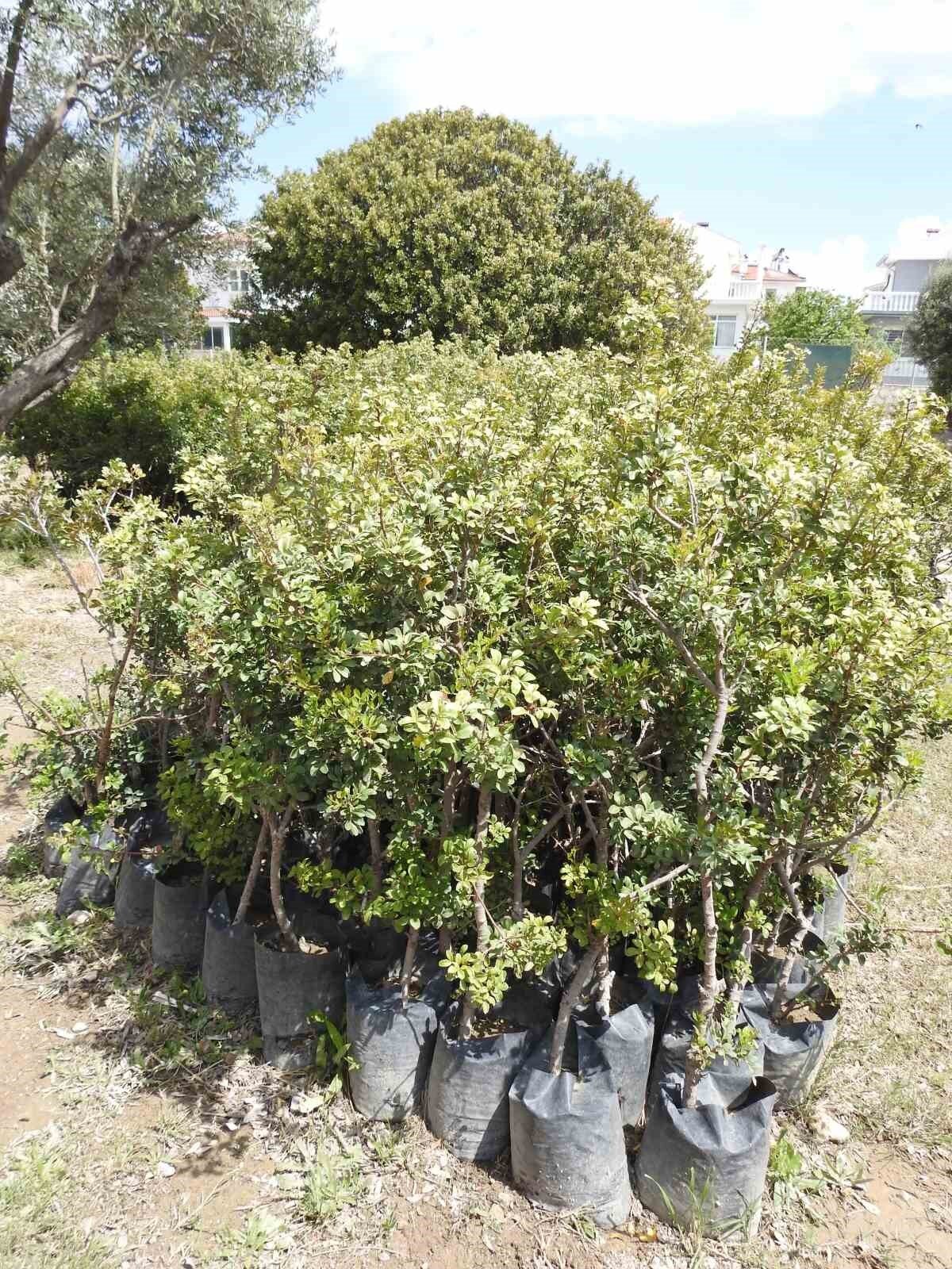 26 binin üzerinde sakız fidanının dikilecek arazi olmadığı için bekletildiğini söyleyen üretici Hasan Ege Tütüncüoğlu, "Çeşme’de araziler çok pahalı olduğu için tarımsal amaçla kullanımı oldukça zor" dedi. Tütüncüoğlu, yetkililerden Çeşme’deki sakız üreticilerine ağaçlarını dikebilmeleri için yer tahsisi talebinde bulundu.