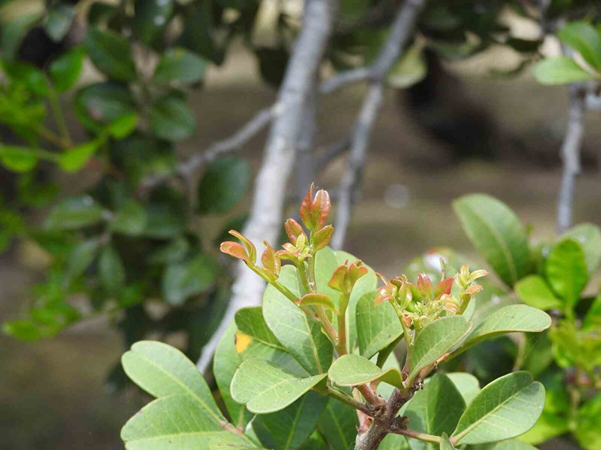 Sakız ağaçlarının dünyada yalnızca Yunanistan’ın Sakız Adası ile Çeşme Yarımadası’nda yetişebildiği biliniyor. Sakız üretimi, 1959 yılında bölgede başlarken ancak uzun süre yeterli ilgiyi görmeyince sekteye uğradı. Son 20 yılda yeniden canlandırılmaya çalışılan sakız ağacı üretimi kapsamında, bugüne kadar yaklaşık 40 bin fidan yetiştirildi ve bunların 20 bini toprakla buluşturuldu. 