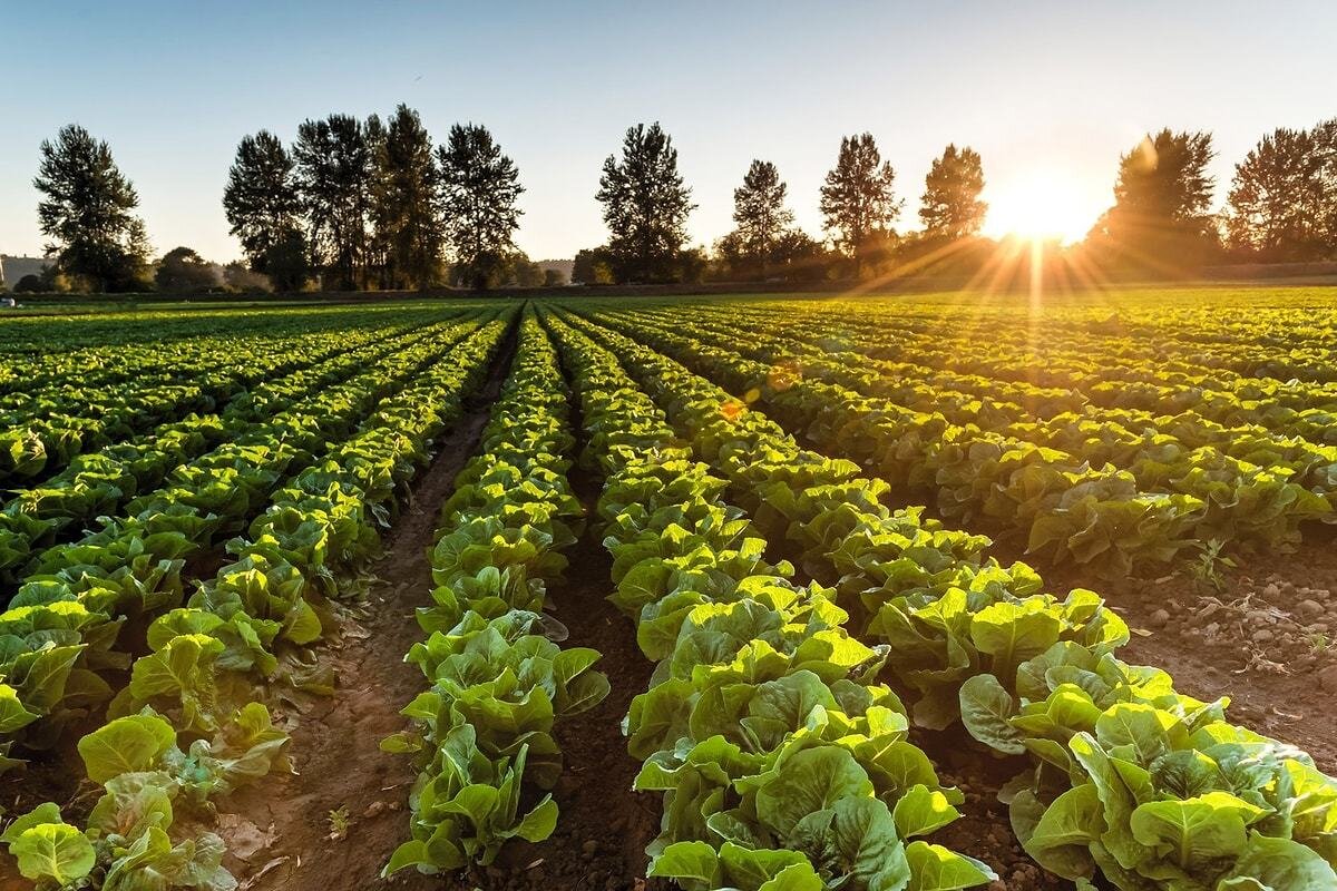 Yıllar geçtikçe; tarımın önemi ülkeler için daha da artıyor. Geograohy'nin araştırmasına göre dünyanın en büyük tarım ülkeleri belli oldu. Türkiye de kendisinde listede yer buldu. İşte dünyanın en büyük tarım ülkeleri:  