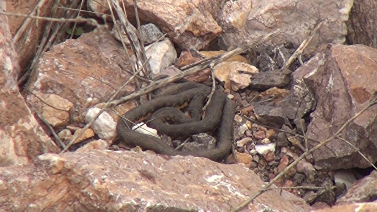 Yuvalarından dışarı çıkıp güneşlenen yılanlar, vatandaşların ve doğaseverlerinde oldukça ilgisini çekiyor.