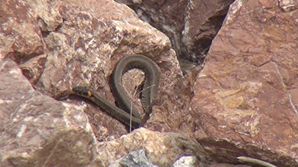 Özellikle bu aylarda sayıca fazla olan yılanları görmek isteyenler Yılan Pınarı bölgesine geliyor. 