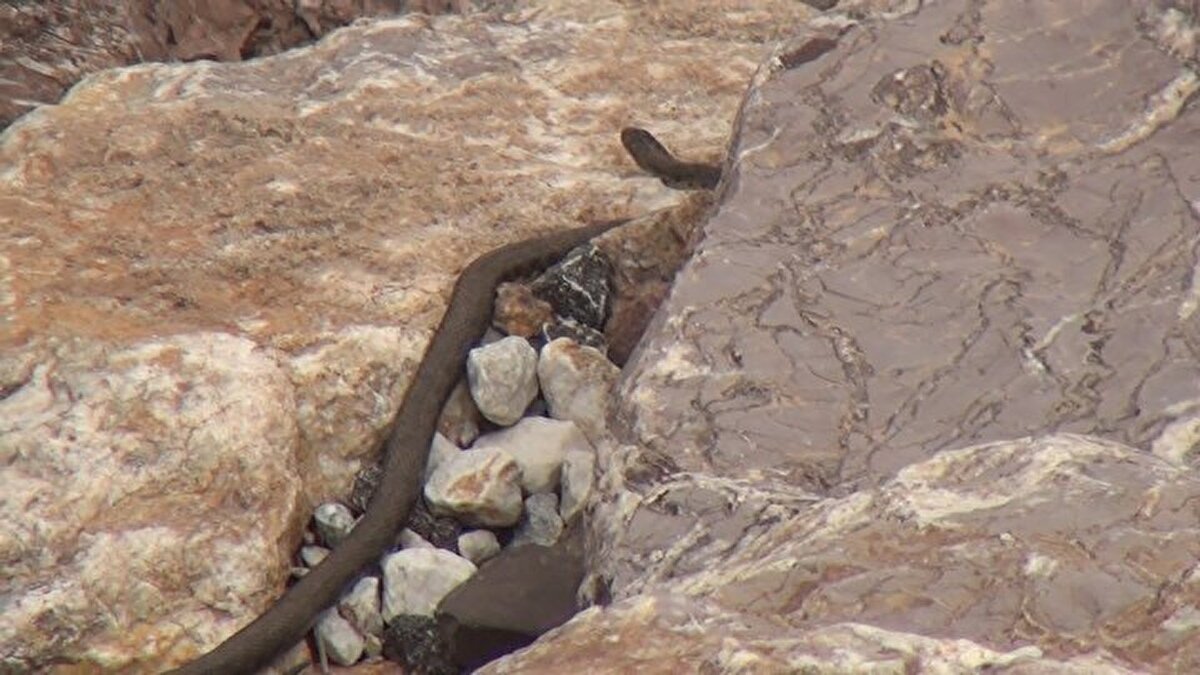 Kartal, "Havaların ısınmasıyla birlikte 'Yılan Pınarı' bölgesi dediğimiz burada yılanlar çiftleşirler. Binlerce yılan bu kayaların arasından sürü halinde çıkarlar. Bunlar su yılanı hiçbir zararı yok. Kimse de korkmuyor ve boyları da 1 veya 1,5 metre buluyor. Büyüklerimiz 'Yılanları, hiçbir şekilde öldürmeyin' dediler. Kimse de öldürmüyor. Köylüler ve Yüksekova'dan gelenler sadece yılanları görmek istiyor" dedi.