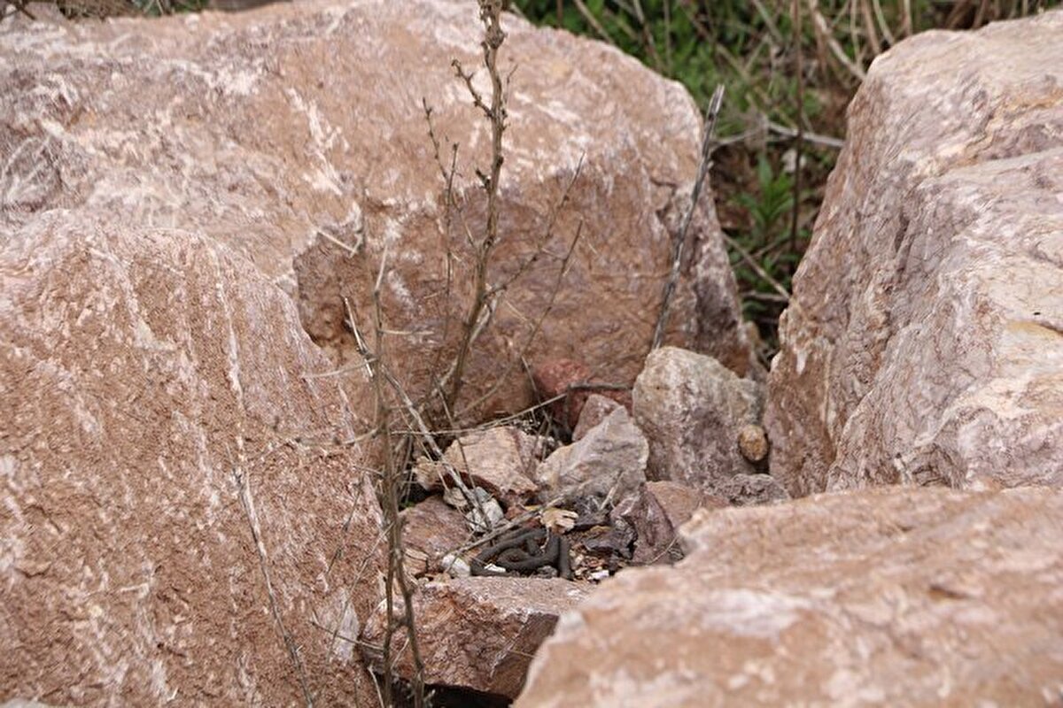 Yüksekova ilçe merkezine 30 kilometre uzaklıkta bulunan Yürekli köyündeki 'Yılan Pınarı' bölgesinde, havaların ısınmasıyla birlikte sürüler halinde yuvalarında bulunan yılanlar çıkmaya başladı.