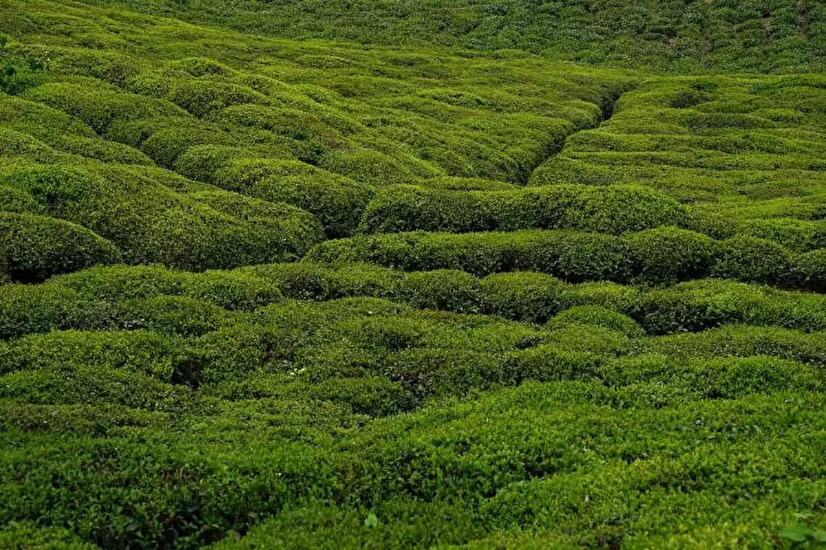 İşte, TOKİ 43 ilde 383 arsa satışı hakkında tüm detaylar...