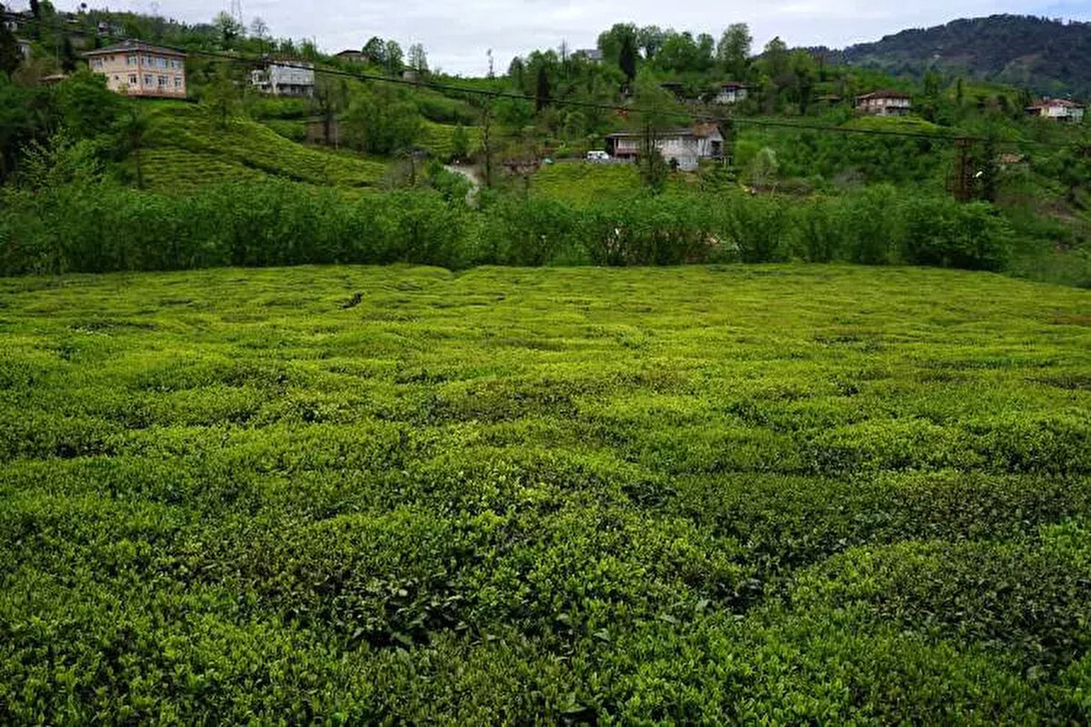 Aday alıcıların açık artırmaya katılması için arsa miktarına göre belirlenen katılım teminatını ödemesi gerekecek.