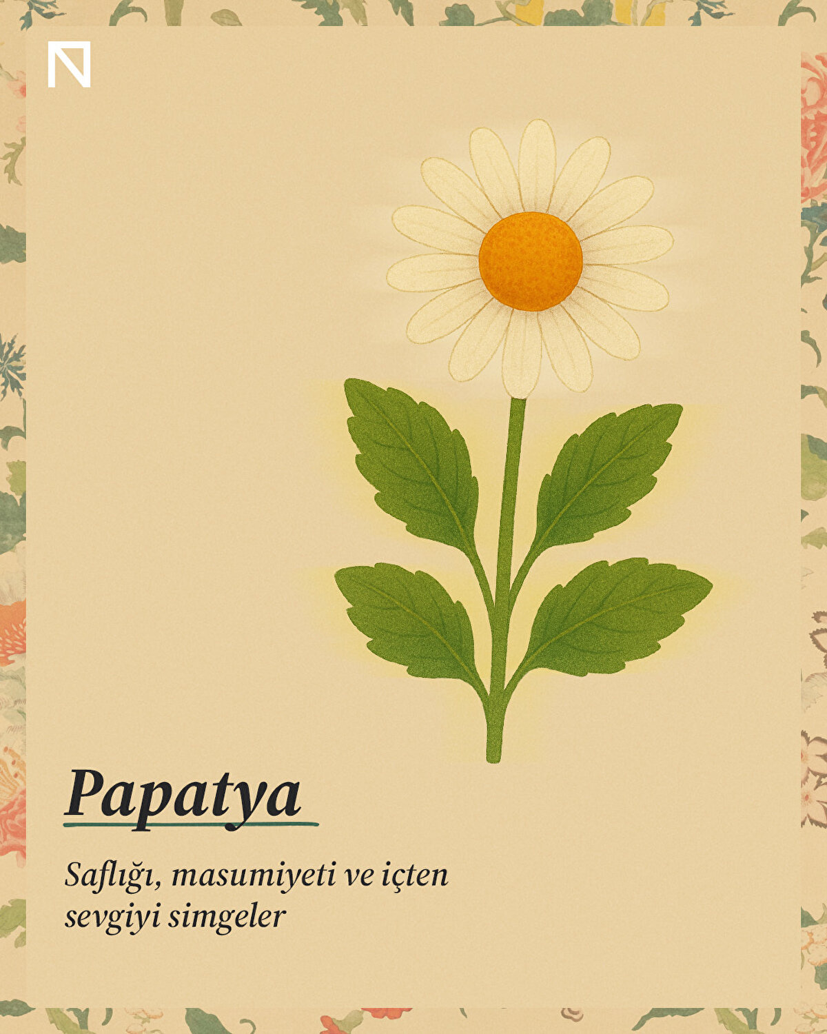 Saflığı, masumiyeti ve içten sevgiyi simgeler