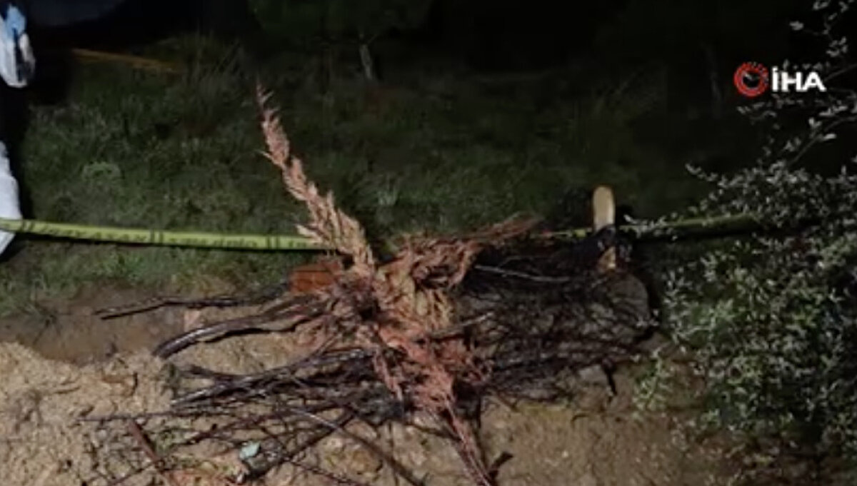 Olay yeri inceleme ekiplerinin yaptığı çalışmada ayı tarafından mezarından çıkarıldığı değerlendirilen ve tahrip olduğu belirlenen cenaze savcılık incelemesinin ardından yakınları tarafından tekrar defnedilecek.