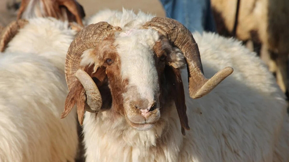 Kurban Bayramı yaklaşırken milyonlarca emekli gözünü 4 bin TL tutarındaki bayram ikramiyesine çevirdi. Ancak Sosyal Güvenlik Kurumu’ndan (SGK) gelen açıklama, bazı vatandaşları sevindirmedi.