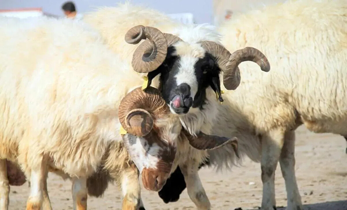 İstanbul kurbanlık fiyatları:<br><br>2025 yılında kurbanlık fiyatları, artan et fiyatları nedeniyle yükseliş gösterdi.<br><br>İstanbul’da geçen yıl büyükbaş hayvan fiyatları 80 bin ile 160 bin TL arasında değişiyordu.<br><br>Küçükbaş kurbanlık fiyatları ise 7 bin ile 18 bin TL arasında satılmıştı.<br><br>Bu yıl küçükbaş kurbanlıkların 10 bin ile 25 bin TL arasında olması bekleniyor.<br><br>Büyükbaş hayvanların ise 90 bin ile 250 bin TL arasında fiyatlanacağı tahmin ediliyor.