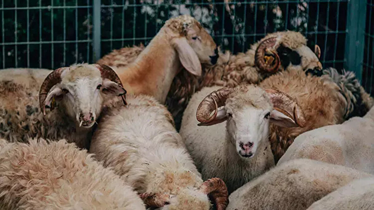 KURBANLIK FİYATLARI 2025 CANLI KİLO HESABI<br>Et ve Süt Kurumu tarafından belirlenen 2025 fiyatlarına göre büyükbaş tosun fiyatı, 275-280 TL arasında değişkenlik göstermektedir.