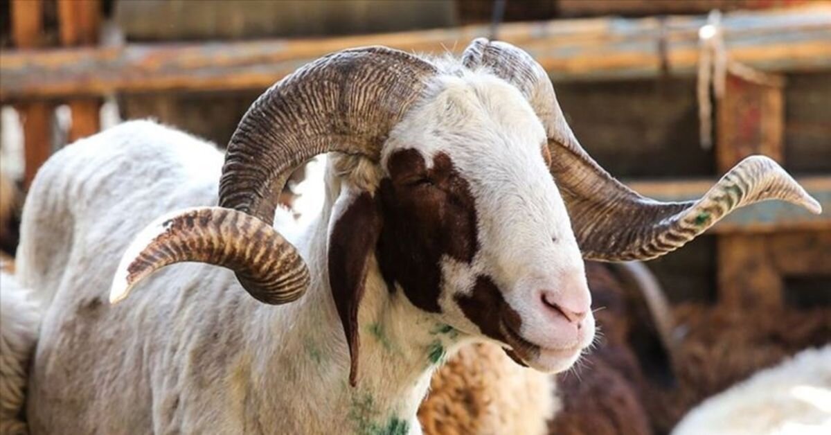 Türkiye Ziraat Odaları Birliği’nin yaptığı açıklamaya göre illere göre kurbanlık fiyatları şu şekilde: