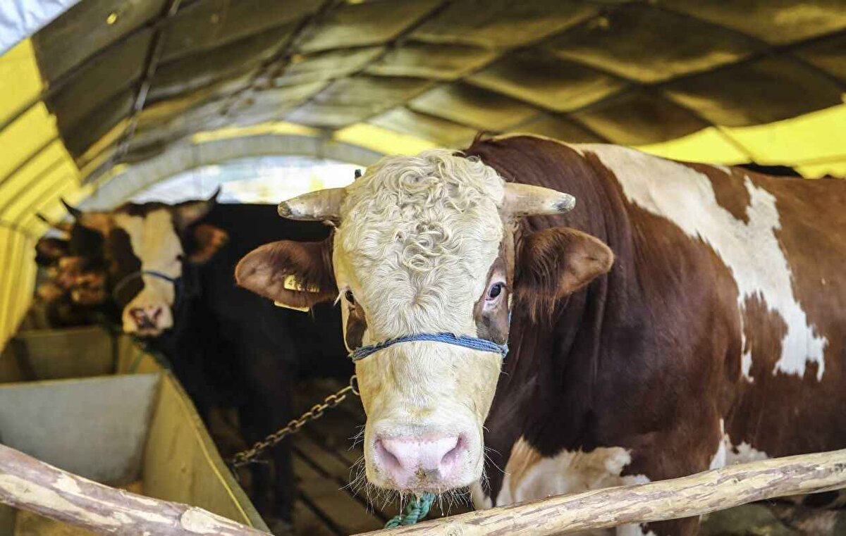 Ankara kurbanlık bedelleri:<br><br>Ankara’da büyükbaş kurbanlık fiyatları: 90 bin TL – 250 bin TL<br>Ankara’da küçükbaş kurbanlık fiyatları: 8 bin TL – 20 bin TL