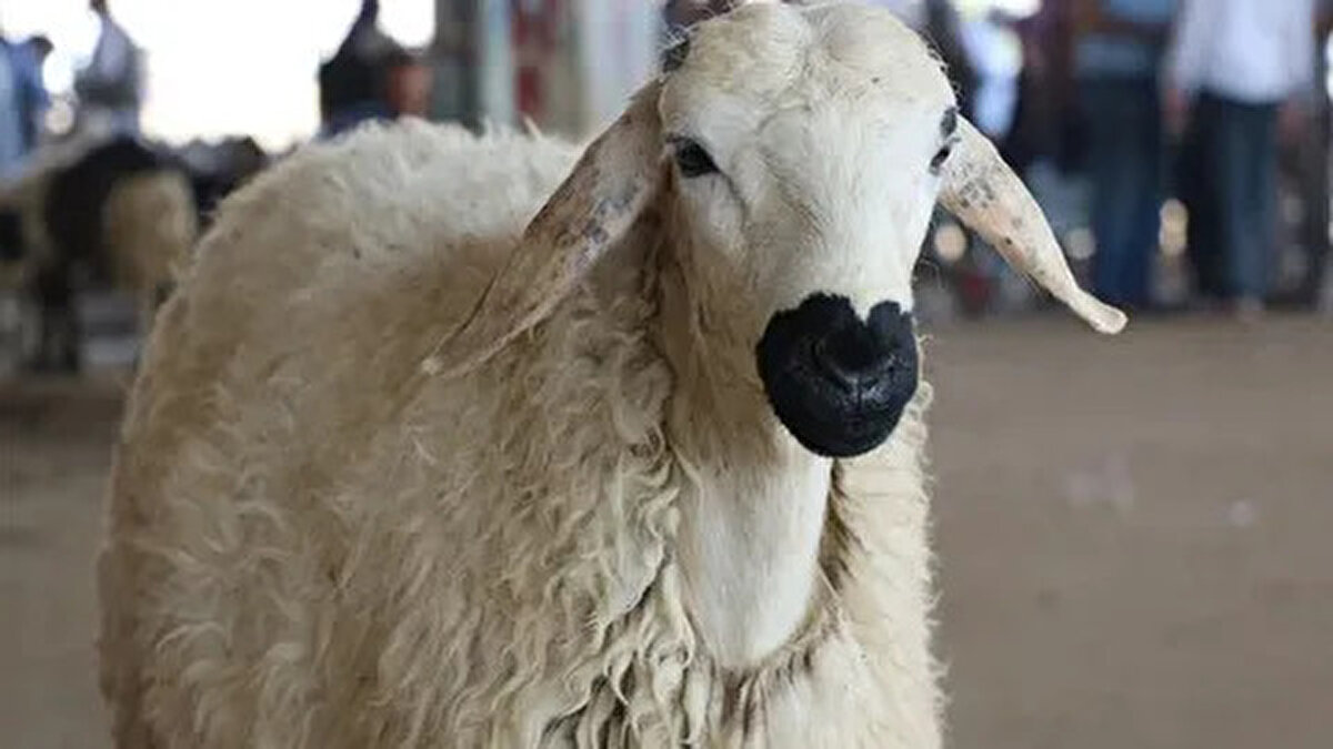 Konya<br>– Büyükbaş: 100.000-180.000 TL<br>– Küçükbaş: 8.000-17.000 TL