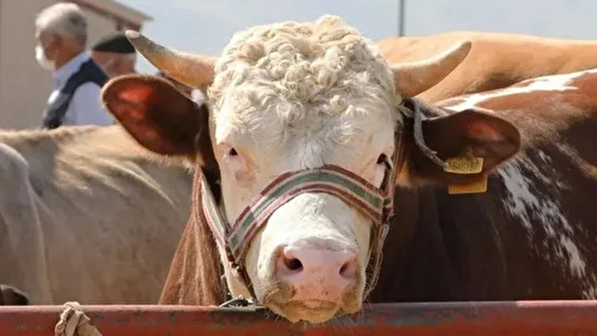 İzmir<br>– Büyükbaş: 80.000-250.000 TL<br>– Küçükbaş: 10.000-20.000 TL