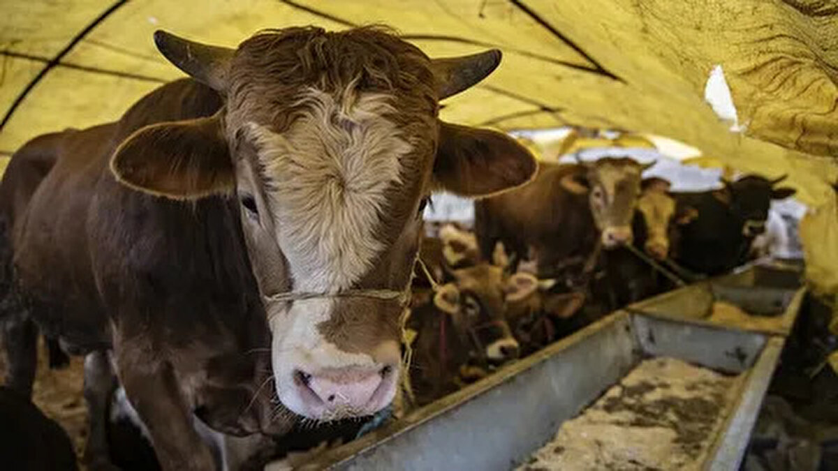 Antalya<br>– Büyükbaş: 75.000-180.000 TL<br>– Küçükbaş: 12.000-22.000 TL