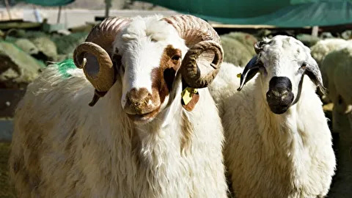 Gaziantep<br>– Büyükbaş: 75.000-170.000 TL<br>– Küçükbaş: 10.000-20.000 TL