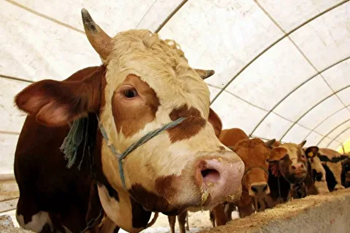 Şanlıurfa<br>– Büyükbaş: 100.000-160.000 TL<br>– Küçükbaş: 10.000-17.000 TL