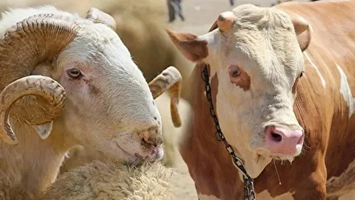 Diyarbakır<br>– Büyükbaş: 100.000-180.000 TL<br>– Küçükbaş: 10.000-15.000 TL