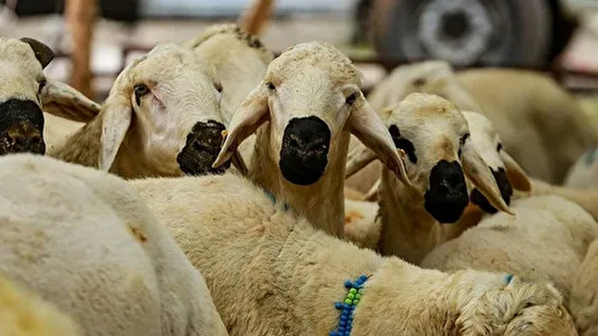 Kurban Bayramı tarihleri:<br><br>4 Haziran Çarşamba: AREFE GÜNÜ<br><br>5 Haziran Perşembe: KURBAN BAYRAMI (1.Gün)<br><br>6 Haziran Cuma: KURBAN BAYRAMI (2.Gün)<br><br>7 Haziran Cumartesi: KURBAN BAYRAMI (3.Gün)<br><br>8 Haziran Pazar: KURBAN BAYRAMI (4.Gün)