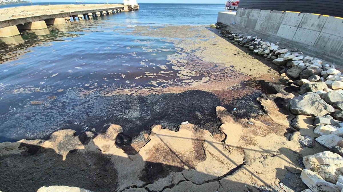 Tekirdağ Namık Kemal Üniversitesi (NKÜ) Fen Edebiyat Fakültesi Biyoloji Bölümü Öğretim Üyesi Prof. Dr. Deniz Şirin, yaptığı açıklamada, denizdeki bu durumun fitoplanktonların aşırı çoğalmasından kaynaklandığını ve red-tide olarak adlandırıldığını belirtti.
