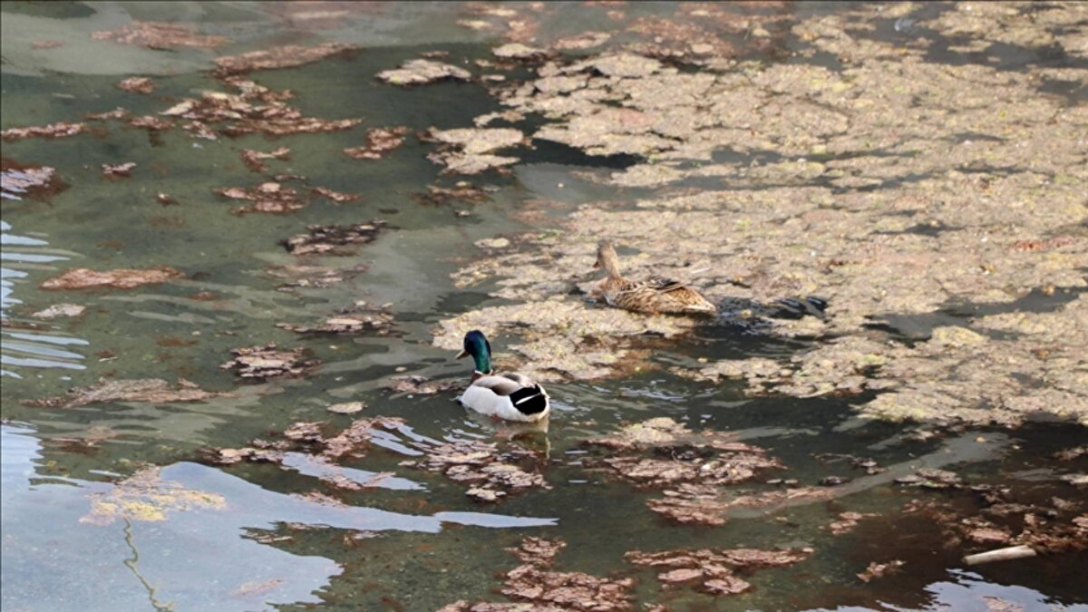 Red-tide (aşırı alg çoğalması, kırmızı alg patlaması, kırmızı gelgit) olarak bilinen olay, kıyıya yakın alanlarda deniz renginin değişmesine neden oldu.