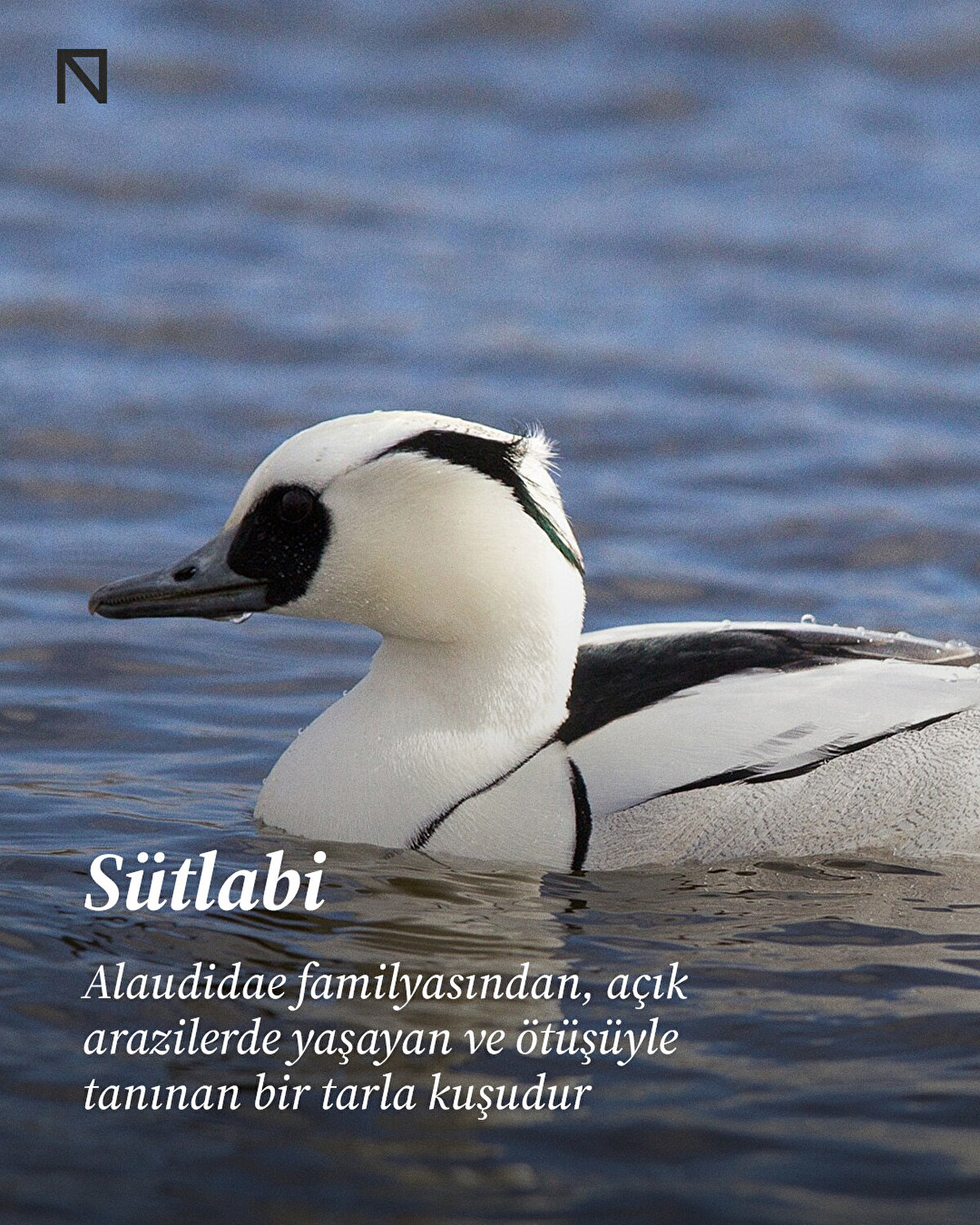 Alaudidae familyasından, açık arazilerde yaşayan ve ötüşüyle tanınan bir tarla kuşudur