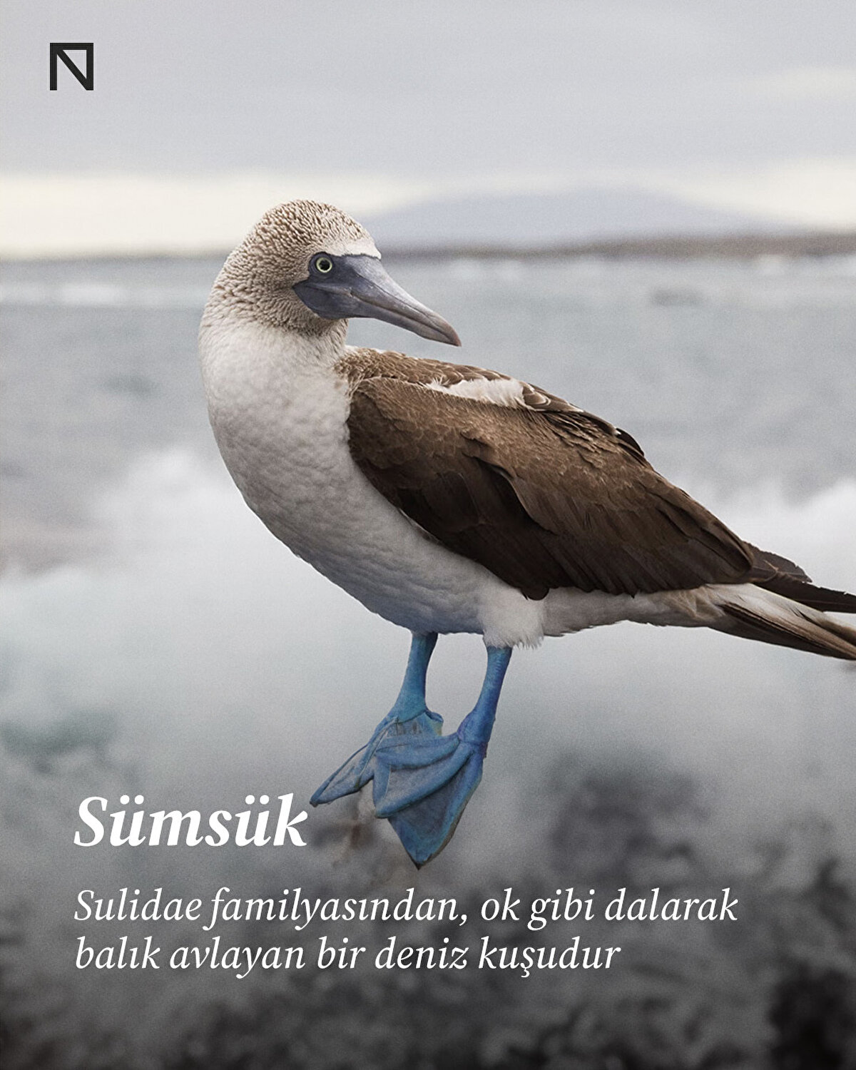 Sulidae familyasından, ok gibi dalarak balık avlayan bir deniz kuşudur