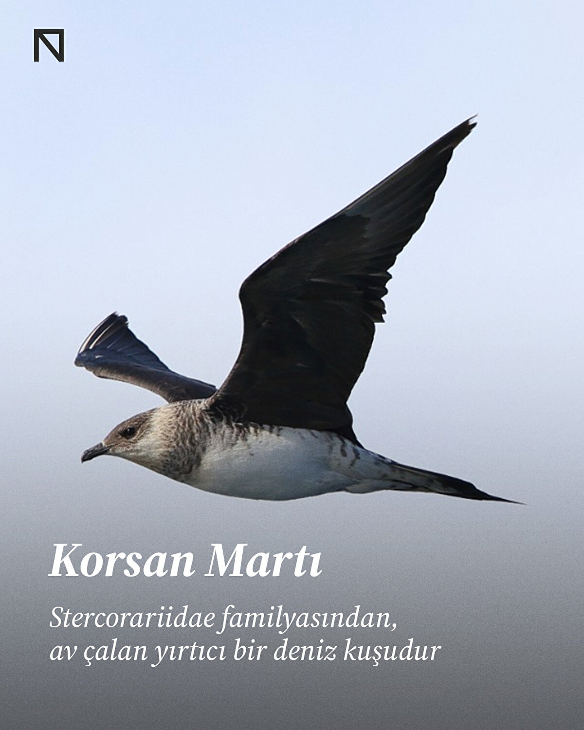 Stercorariidae familyasından, av çalan yırtıcı bir deniz kuşudur