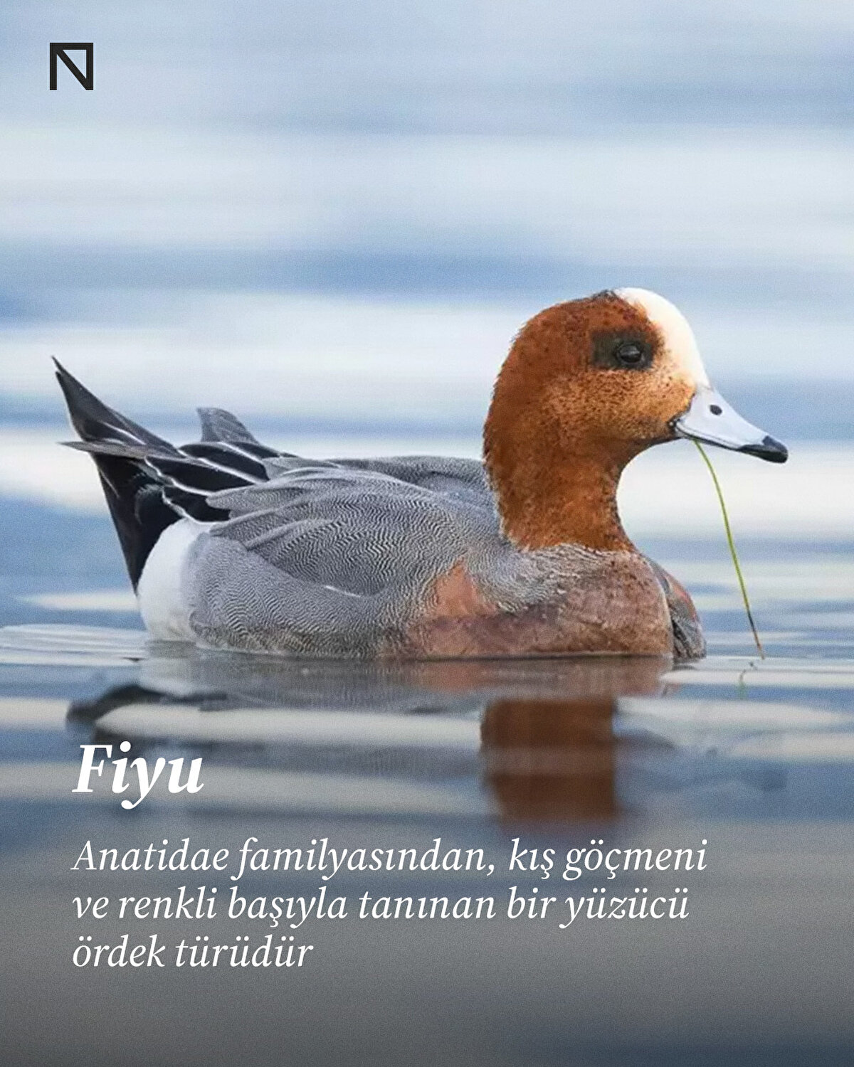 Anatidae familyasından, kış göçmeni ve renkli başıyla tanınan bir yüzücü ördek türüdür