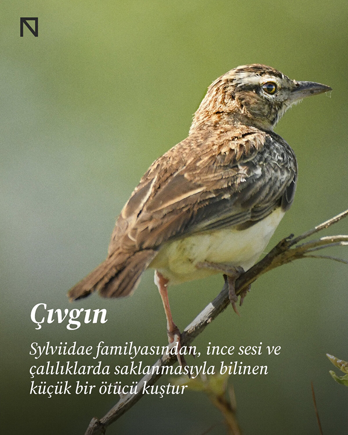 Sylviidae familyasından, ince sesi ve çalılıklarda saklanmasıyla bilinen küçük bir ötücü kuştur