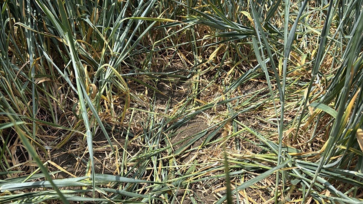 "Çok büyük çatlaklar var"<br><br>Hava sıcaklığının hızla artmasının büyük problem olduğunu belirten Toruk, şunları söyledi:<br>“Eğer hava sıcaklıkları hızla artarsa, bitkinin gebelik dönemi ve başakların çıktığı bu dönemde en çok suya ihtiyacı olan dönemde gerçekten büyük problem olacak. Önümüzdeki birkaç gün içerisinde yağmur yağmazsa bizim tahminimiz bu daneler boş kalacak ve Trakya tarihinin en büyük kuraklığı yaşanacak ve rekolte düşüklüğü yaşanacak.