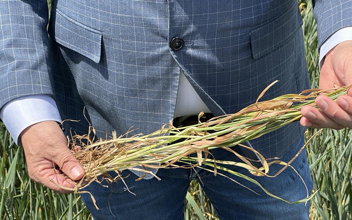 Başaklar bu dönemde kalacak, zaten bitkide su stresi olduğu çok belli. Zaten donlar ve şimdide bu kuraklıkla çiftçi büyük darbe yemeye devam ediyor. Yetkililerin şimdiden bazı önlemler almaları gerektiğine inanıyoruz." 