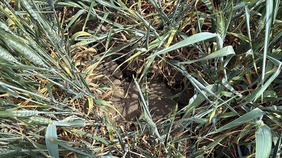  Havaların sıcak gitmesiyle birlikte topraklarda gerçekten çok büyük çatlaklar meydana geldi. Buğdaylar aşağıdan kurumaya başladı ve buğday başları da susuzluk belirtisi olarak yuvarlak hale gelip sivrileşti. Tüm bölgede durum bu" diye konuştu.