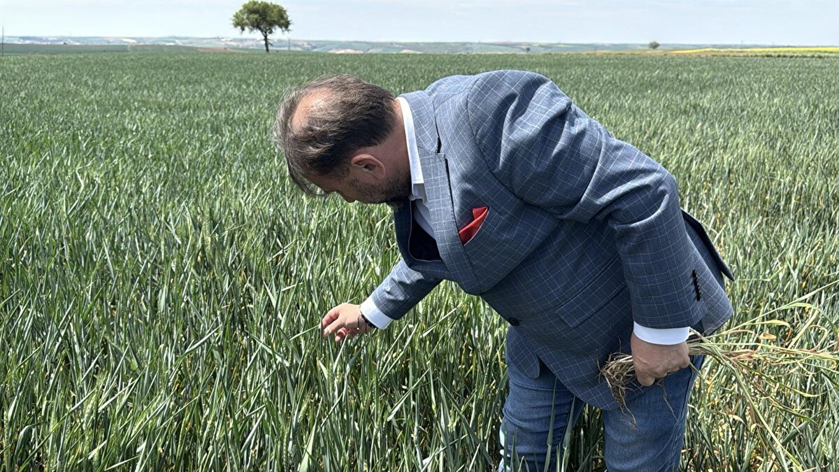 Bu da yüzde 60 ile 80 arasında rekolte düşüklüğü olacak. Bu abartı gibi gelebilir ama tecrübelerimize dayanarak söylüyoruz bunu. Çok büyük çatlaklar var, önümüzde yağış göstermiyor. Acilen yağmura ihtiyacımız var, yağmur olmazsa daneler dolmayacak.