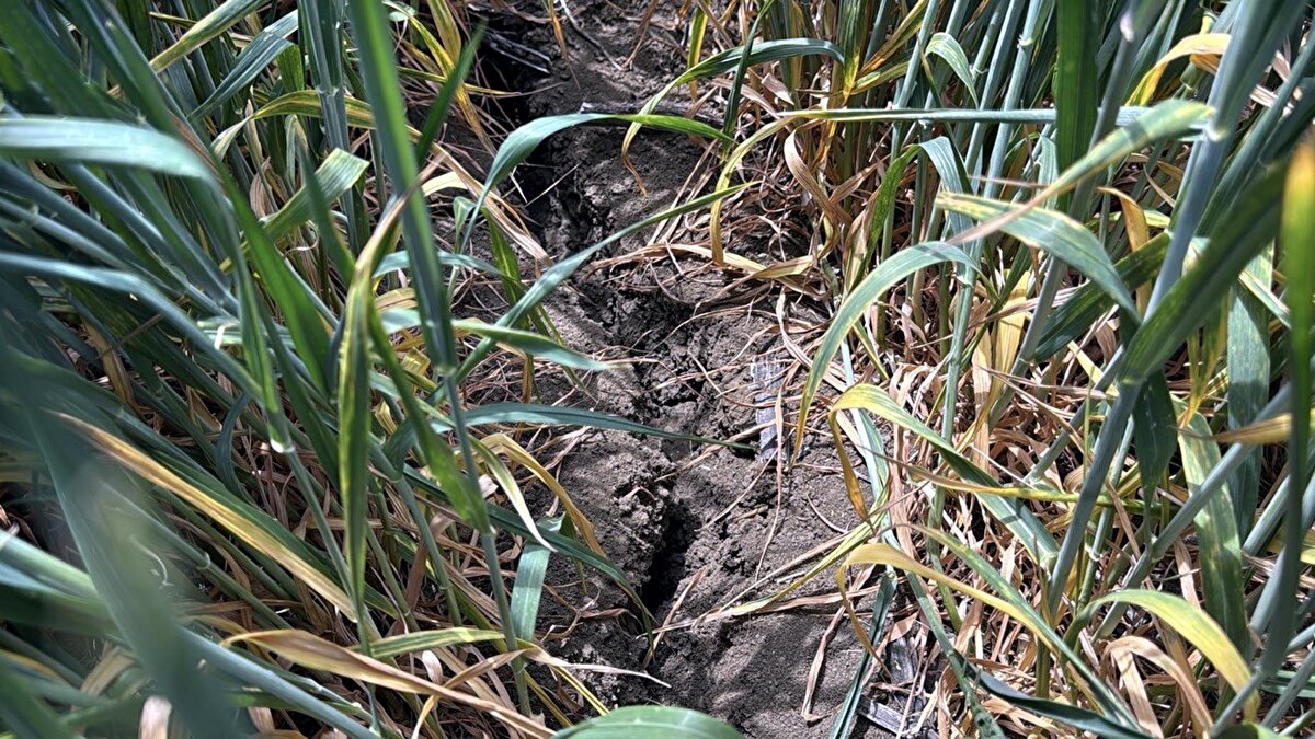 Trakya'da kış aylarında yeterli yağış olmaması nedeniyle, buğdayda kuraklık tehlikesi yaşanıyor. TRAKTOD Başkanı Ziraat Yüksek Mühendisi İbrahim Toruk, Trakya'da 2023 yılında yaşanan kuraklığın bu sene buğdayda yaşandığını söyledi. Toruk, "Kışın çok kurak bir sezon geçti, hava sıcaklığı da çok düşmedi. Bitkiler, özellikle buğday ve arpa kuraklık stresi yaşarken bu sefer 7 Nisan'da bir kar yağdı, karla birlikte don yaptı. 