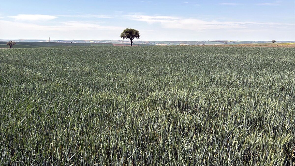  Son donlar Trakya'da 27 Şubat'tır. Biz 7-8-9 Nisan'da son don yaşadık. Bunun yaşadığımız zaman zaten kuraklık stresinde olan bitkiler bu sefer soğuk stresine maruz kaldılar. Tam bu arada karın çok az olması, zaten kış kuraklığı geçiren bölge ile ilgili yağışında olmamasından dolayı bitkiler o kar yağışından sonraki 15 günlük sürede gayet güzel geliştiler. Ancak şu anda bütün Trakya Bölgesi'nde teknik ekiplerimizin, bizim gözlemlerimize baktığınız zaman tarlalar çok güzel gözüküyor, yeşil gözüküyor ancak havanın serin gitmesinden dolayı oldu bu.