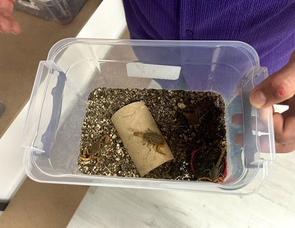 Ege ve Akdeniz bölgelerinde görülen ‘aegaeobuthus gibbosus’ cinsi 500 sarı akrebi özel kaplar içerisinde besleyen Ören, elde edeceği zehri ilaç ve kozmetik firmalarına satmayı planlıyor.