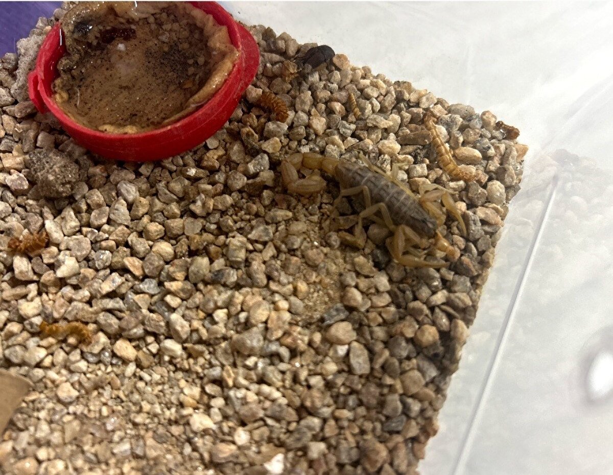 Ören, yaptığı araştırmada akrep zehrinin başta kanser olmak üzere birçok hastalığın tedavisinde kullanılan ilaçların üretilmesinde etken madde olduğunu gördü. 